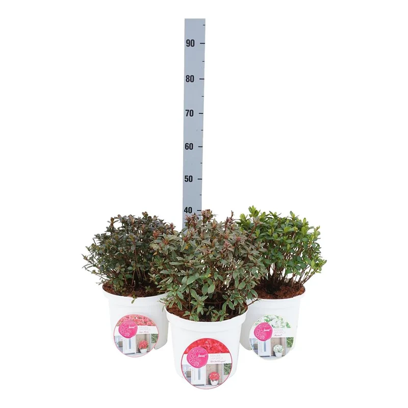 Rhododendron (AJ) i sorter, klot 30-40 cm, C5 (5 liters kruka) / 23 cm kruka
