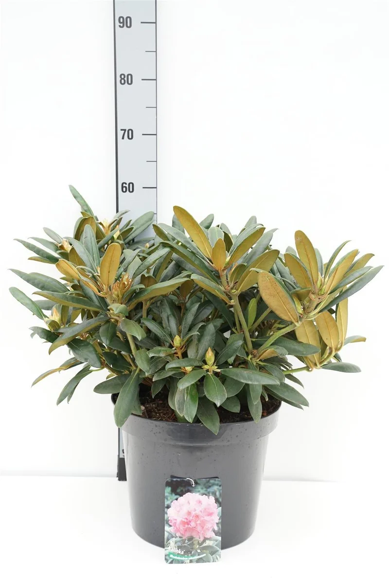 Rhododendron (Y) 'Kalinka' C12 (12 liters kruka) 50-60 cm