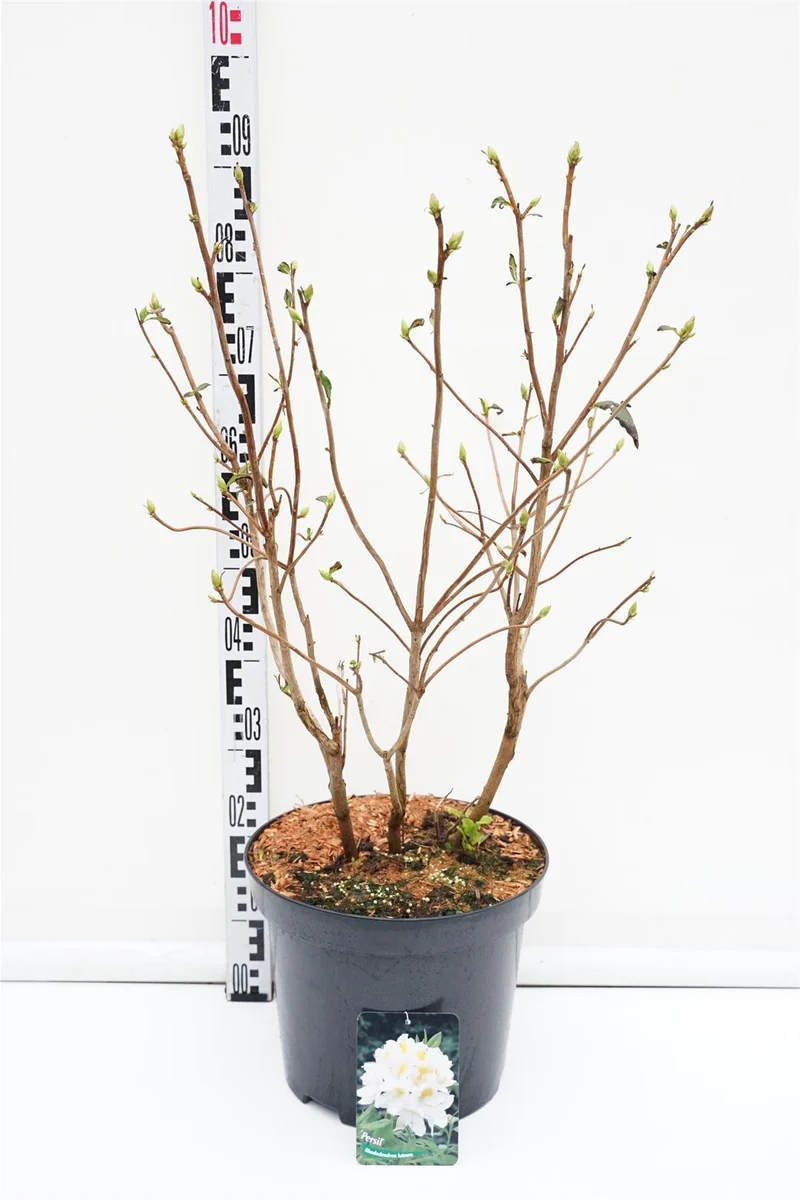 Rhododendron (AK) 'Persil' C12 (12 liters kruka) 60-80 cm