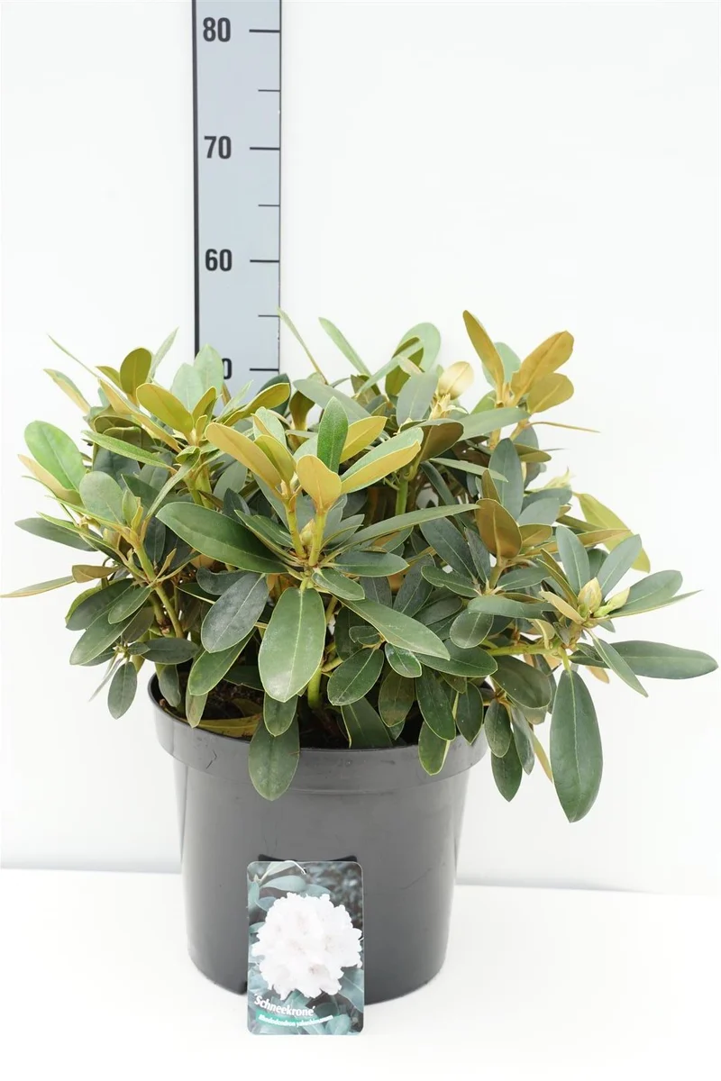 Rhododendron (Y) 'Schneekrone' C12 (12 liters kruka) 50-60 cm