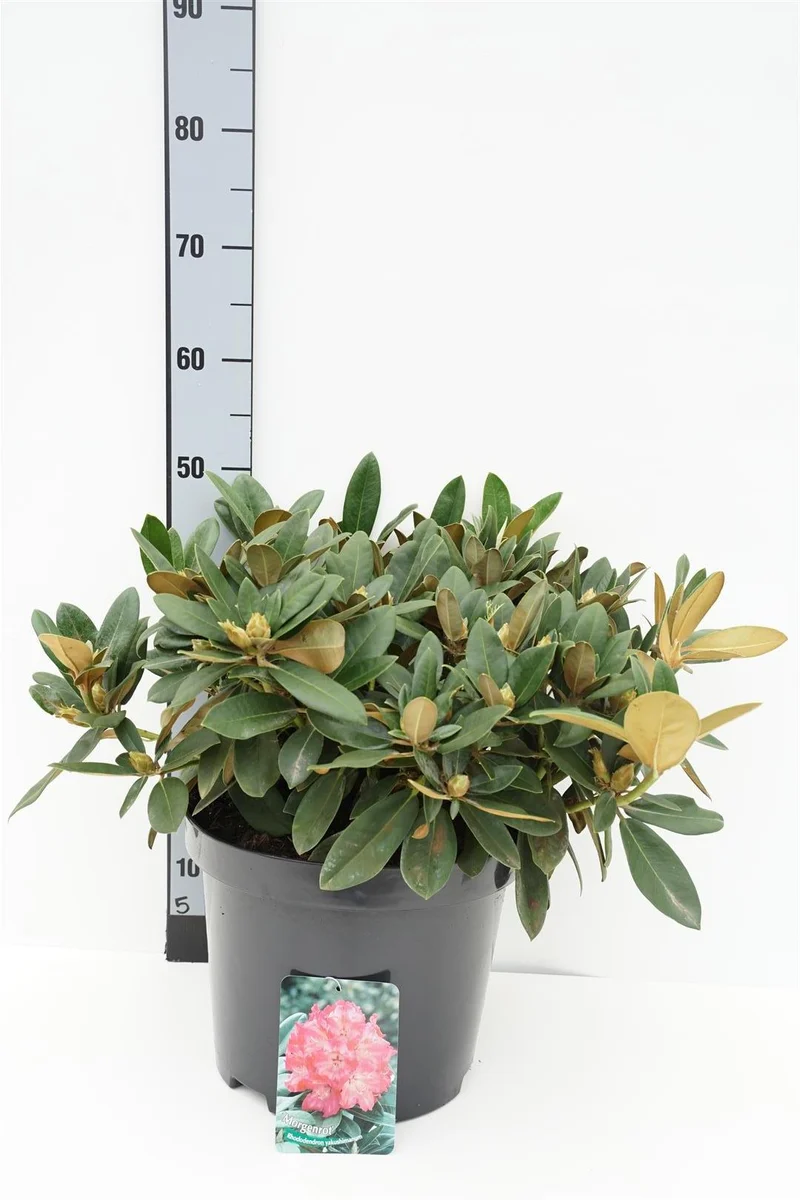 Rhododendron (Y) 'Morgenrot' C12 (12 liters kruka) 50-60 cm