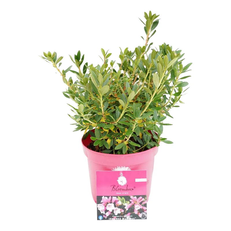 Rhododendron 'Bloombux Magenta'® C2 (2 liters kruka) 20-25 cm