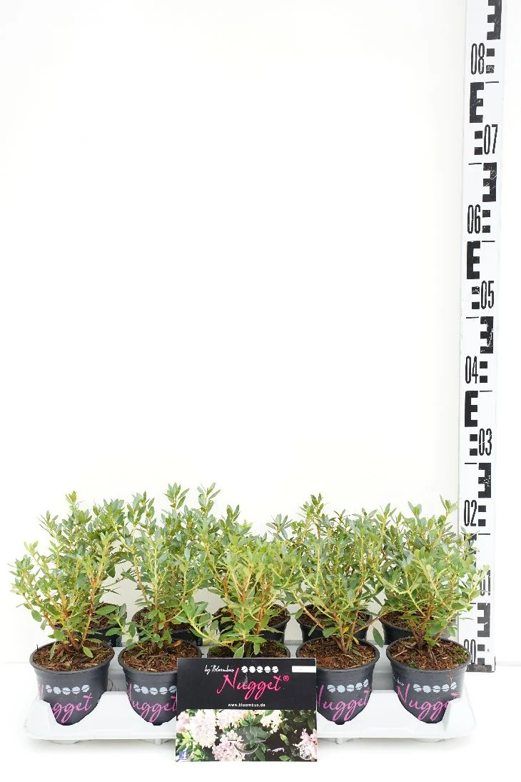 Rhododendron 'Bloombux'® 10,5 cm kruka 12-15 cm