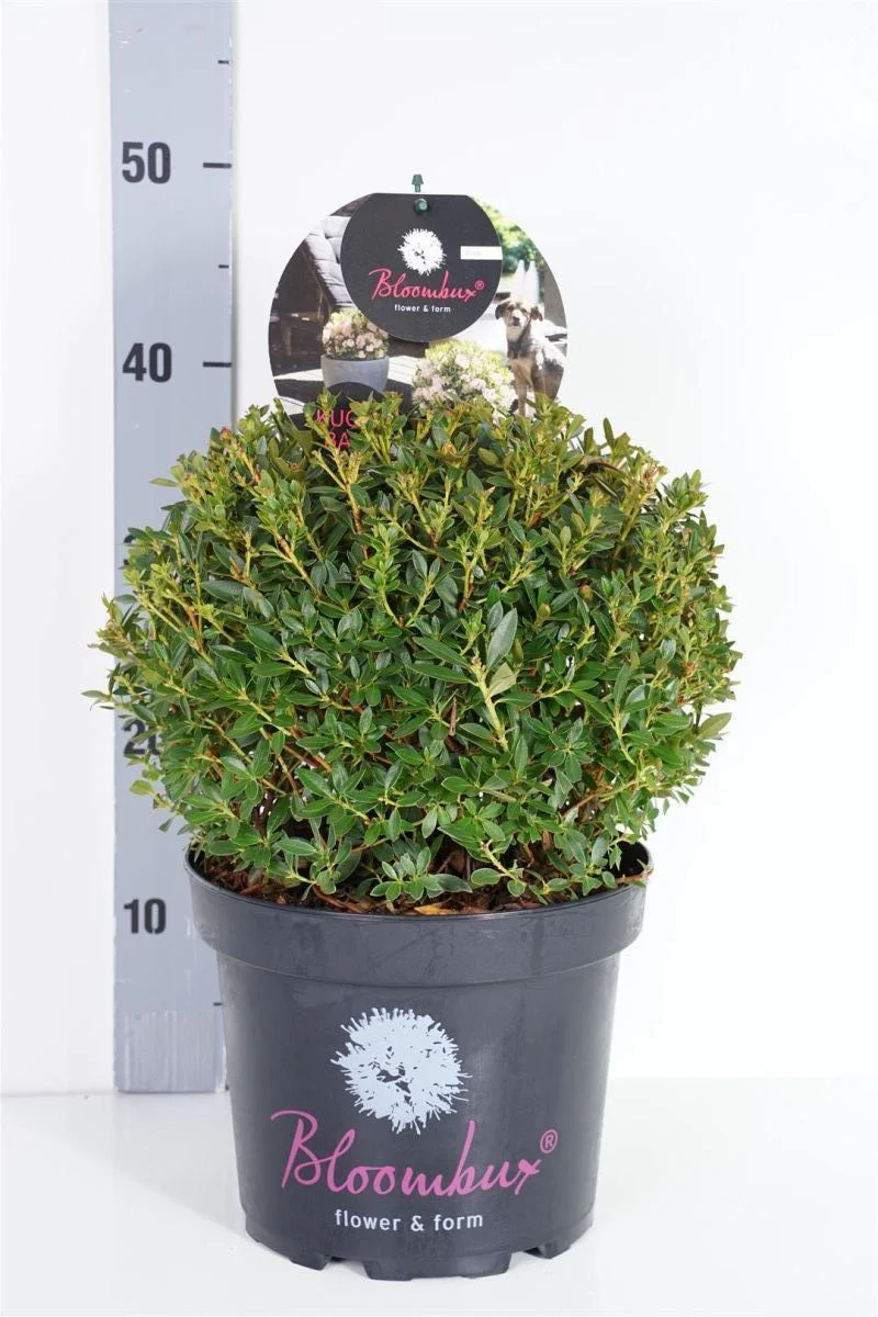 Rhododendron 'Bloombux'® 25-30 cm Klot C5 (5 liters kruka)