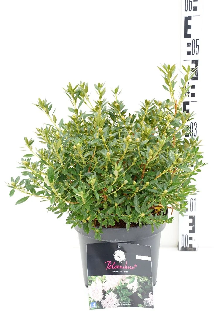 Rhododendron 'Bloombux'® C5 (5 liters kruka) 30-40 cm