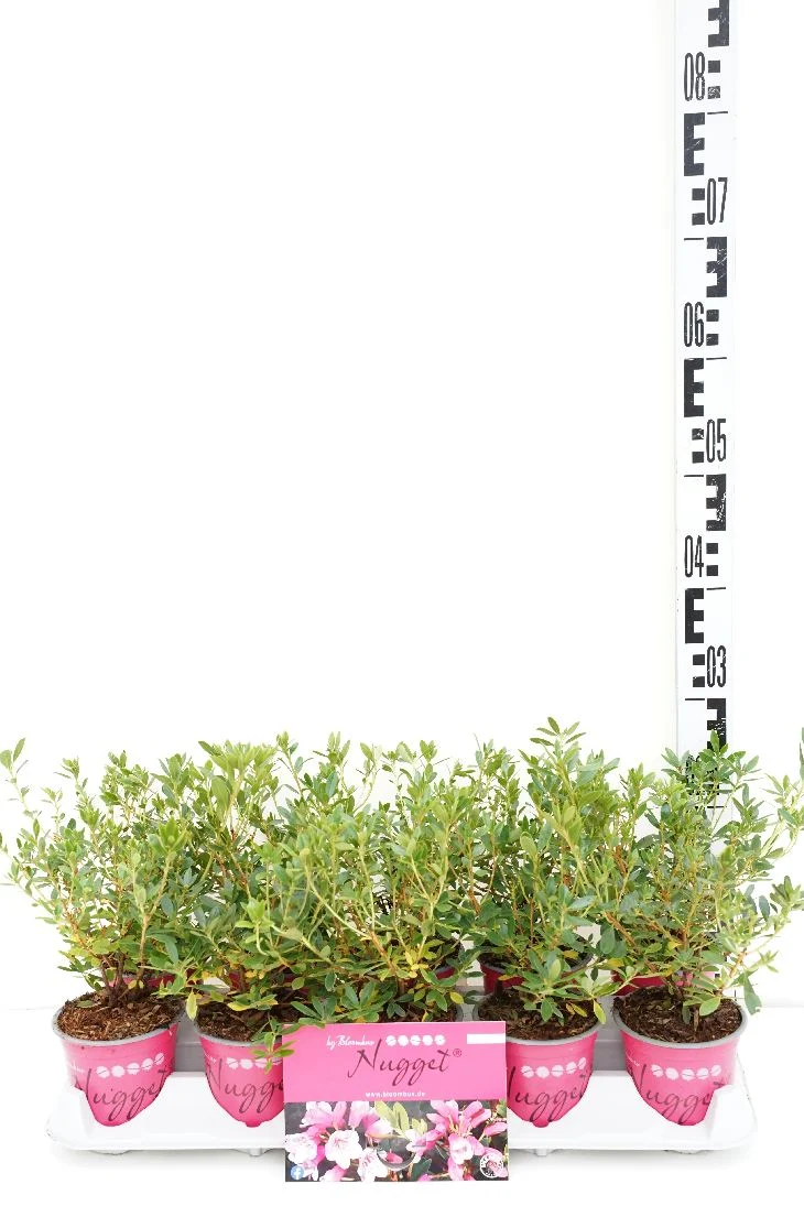 Rhododendron 'Bloombux Magenta'® 10,5 cm kruka 12-15 cm