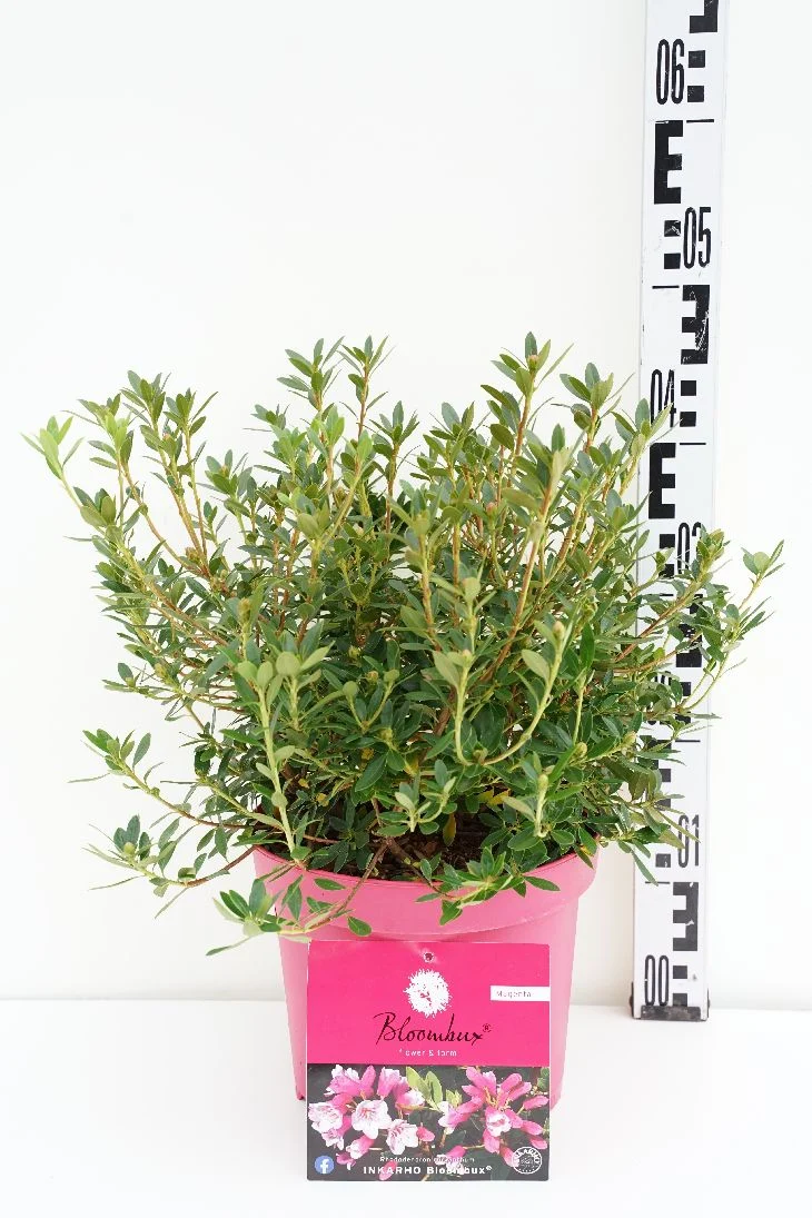 Rhododendron 'Bloombux Magenta'® C5 (5 liters kruka) 30-40 cm