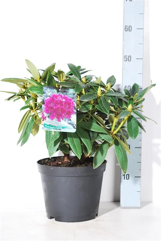Rhododendron 'Polarnacht' C5 (5 liters kruka) 30-40 cm