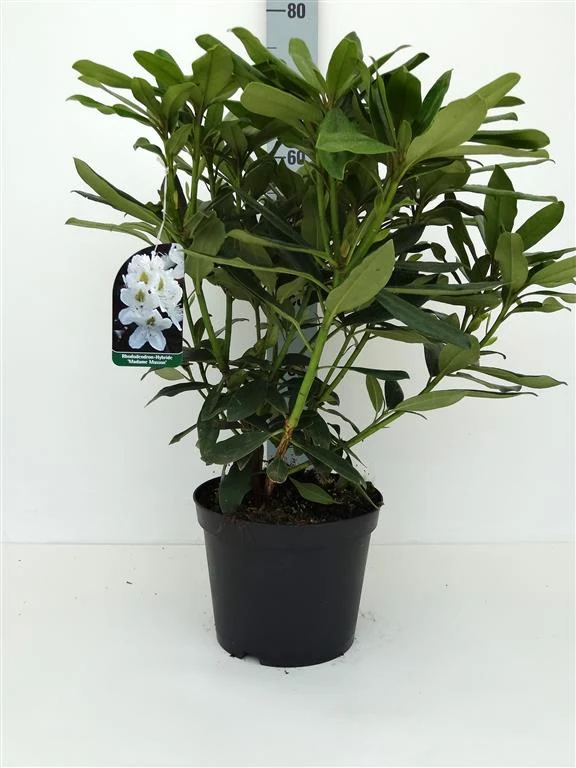 Rhododendron 'Madame Masson' C5 (5 liters kruka) 30-40 cm
