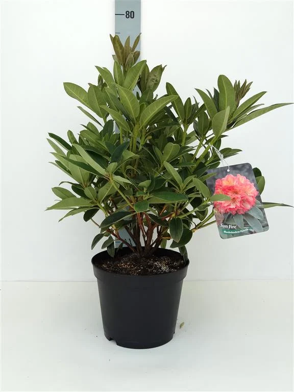Rhododendron 'Sun Fire' C5 (5 liters kruka) 30-40 cm