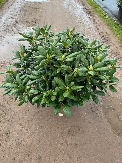 Rhododendron 'Roseum Elegans' C12 (12 liters kruka) 60-70 cm