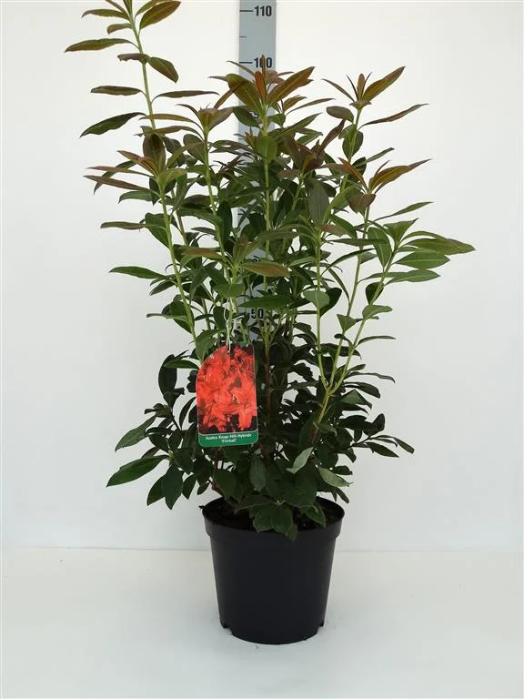 Rhododendron (AK) 'Fireball' C5 (5 liters kruka) 30-40 cm