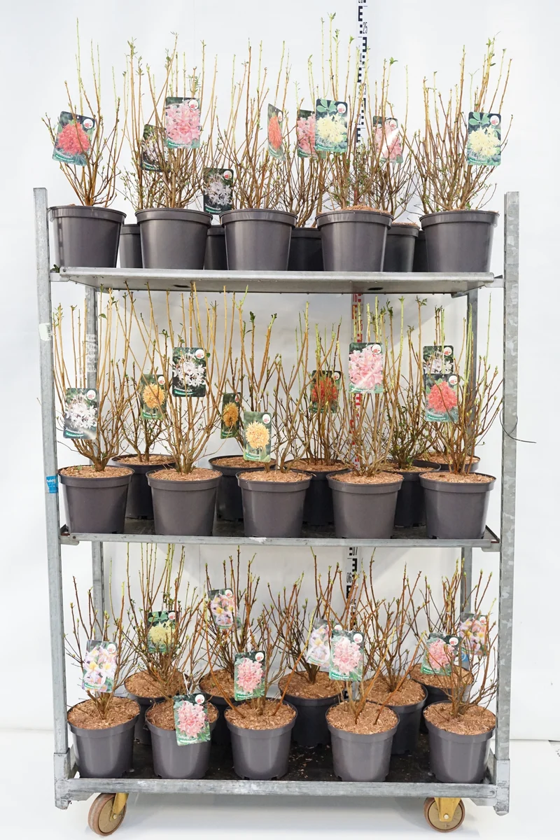 Rhododendron i sorter (Doftande) C5 (5 liters kruka) / 23 cm kruka 40-50 cm