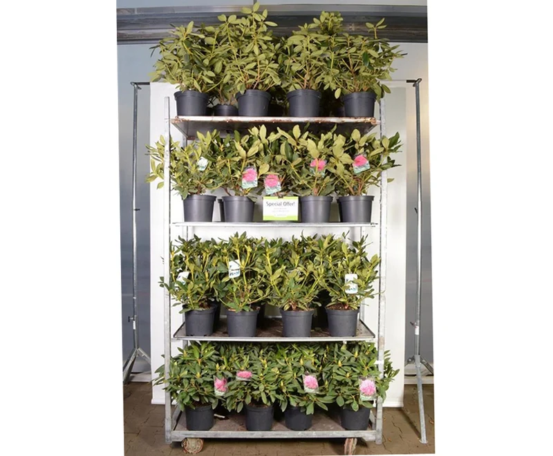 Rhododendron i sorter C5 (5 liters kruka) 30-40 cm