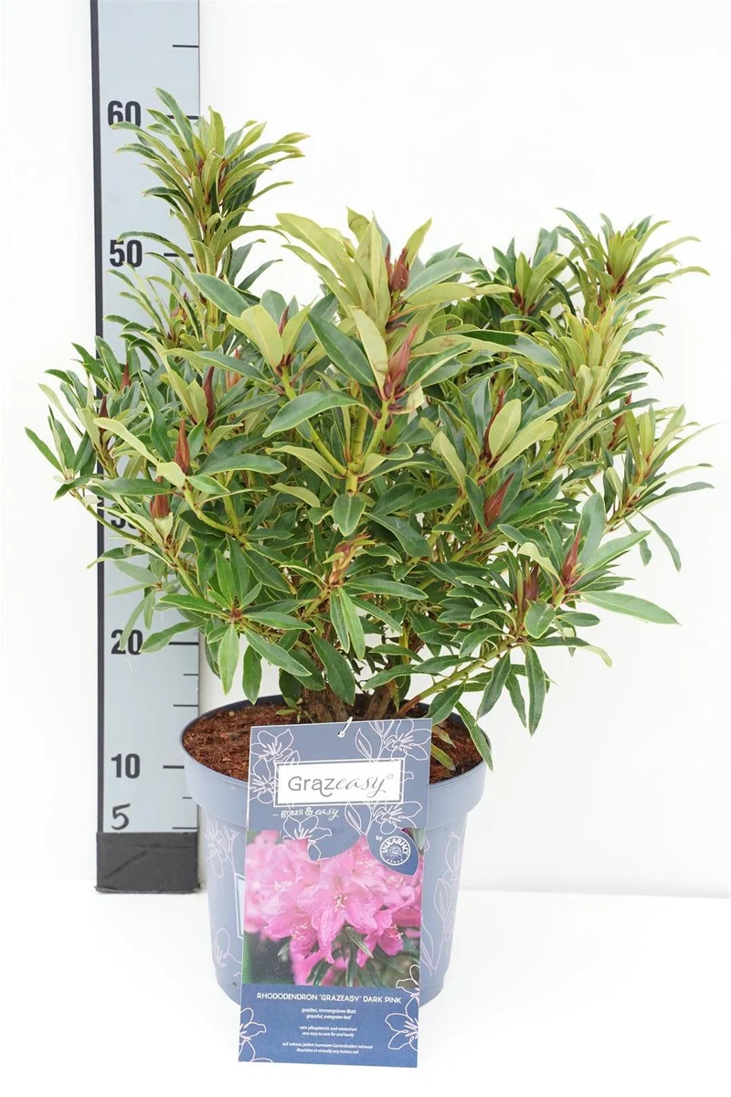 Rhododendron 'Grazeasy'® 30-40 cm C5 (5 liters kruka) INKARHO