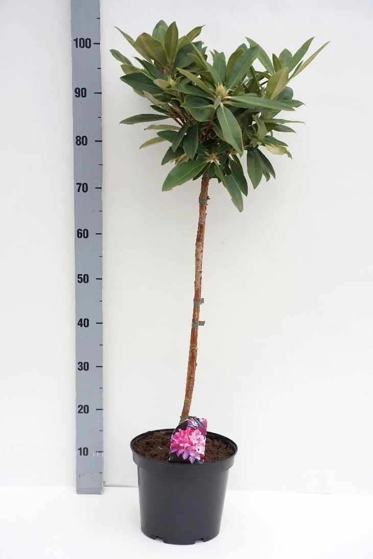 Rhododendron Yakushimanum mix 60 cm stam C5 (5 liters kruka)