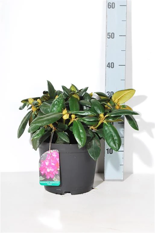 Rhododendron (Y) 'Polaris' C5 (5 liters kruka) 25-30 cm