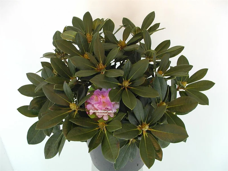 Rhododendron (Y) 'Dreamland' C5 (5 liters kruka) 30-40 cm