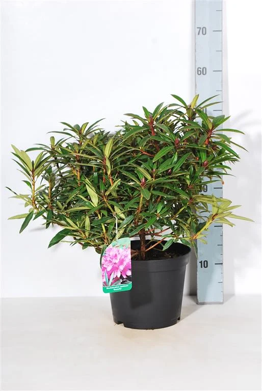 Rhododendron 'Graziella' C5 (5 liters kruka) 30-40 cm