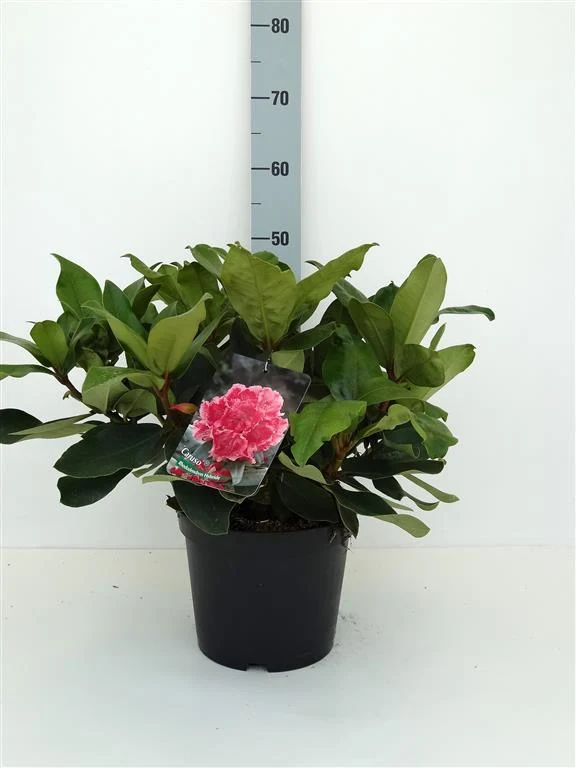 Rhododendron 'Caruso' C5 (5 liters kruka) 30-40 cm