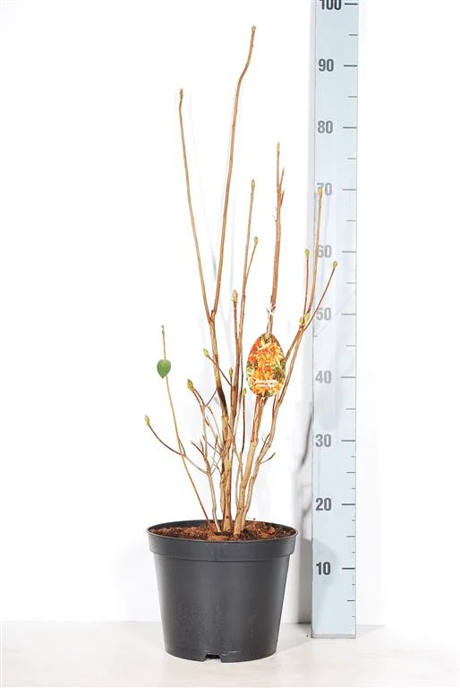 Rhododendron (AK) 'Golden Eagle' C5 (5 liters kruka) 40-50 cm