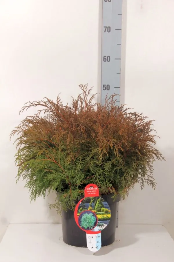 Microbiota decussata C5 (5 liters kruka) 30-40 cm