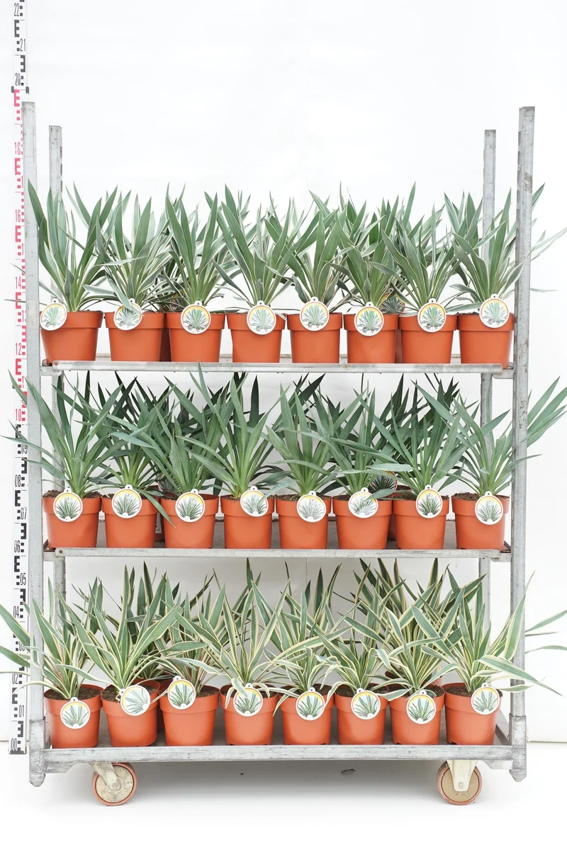 Yucca i sorter C2 (2 liters kruka) / 17 cm kruka 35-40 cm