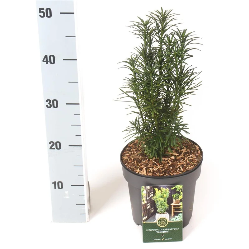 Cephalotaxus h. 'Fastigiata' C2,5 (2,5 liters kruka) 30-40 cm