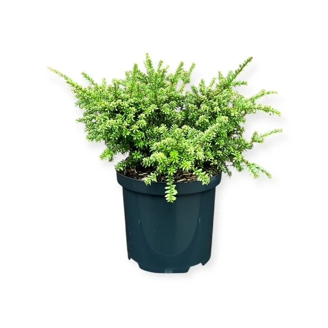 Podocarpus niv. 'Kilworth Cream' C2,5 (2,5 liters kruka) 15-20 cm
