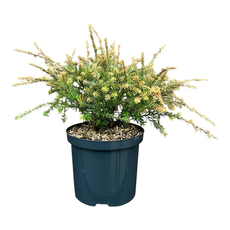 Podocarpus 'County Park Fire' C2,5 (2,5 liters kruka) 25-30 cm