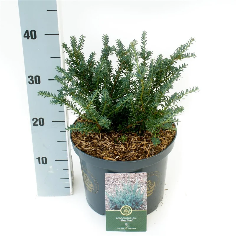 Podocarpus lawrencei 'Blue Gem' C5 (5 liters kruka) 25-30 cm