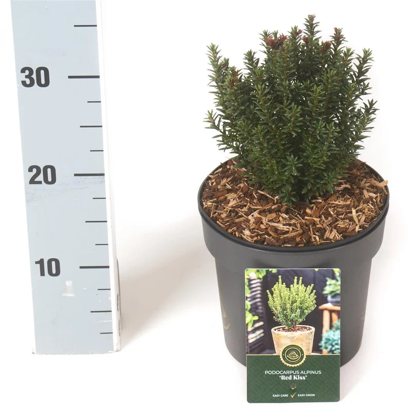 Podocarpus alpinus 'Red Kiss' C2,5 (2,5 liters kruka) 15-20 cm
