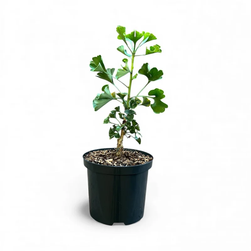Ginkgo biloba 'Jehoshaphat' C2,5 (2,5 liters kruka) 25-30 cm