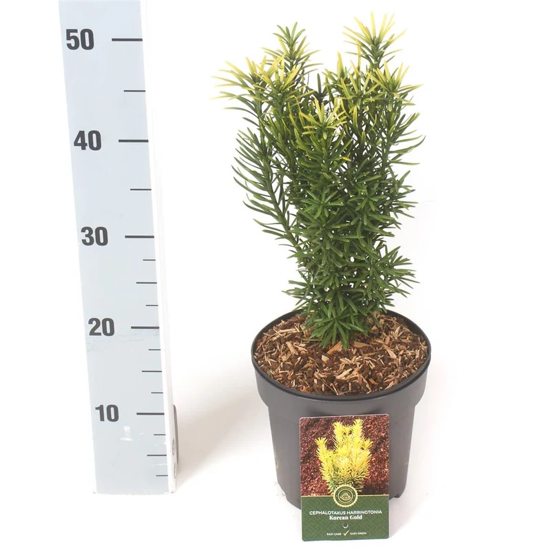 Cephalotaxus h. 'Korean Gold' C2,5 (2,5 liters kruka) 30-40 cm