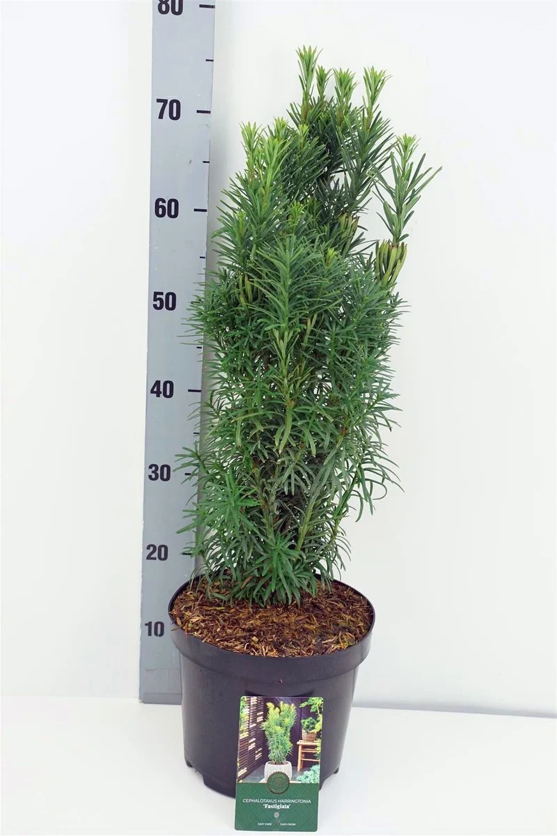 Cephalotaxus h. 'Fastigiata' C5 (5 liters kruka) 40-50 cm