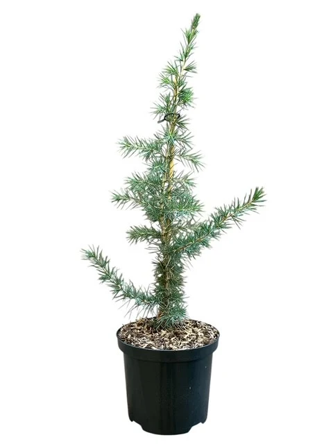 Cedrus libani C2,5 (2,5 liters kruka) 40-50 cm