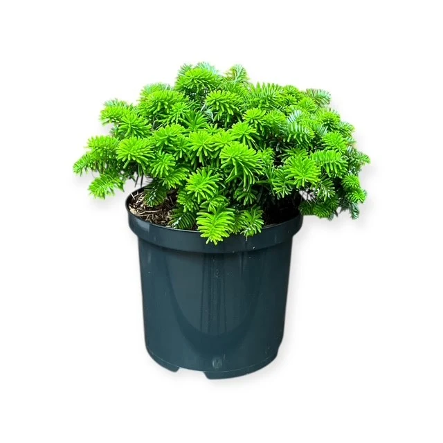 Abies koreana 'Brillant' C2,5 (2,5 liters kruka) 15-20 cm