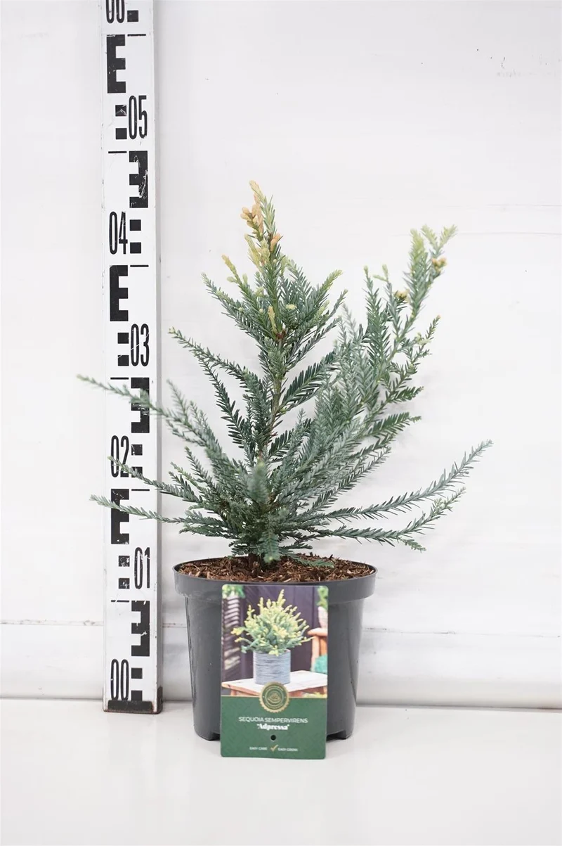 Sequoia sempervirens 'Adpressa' C2,5 (2,5 liters kruka) 25-30 cm