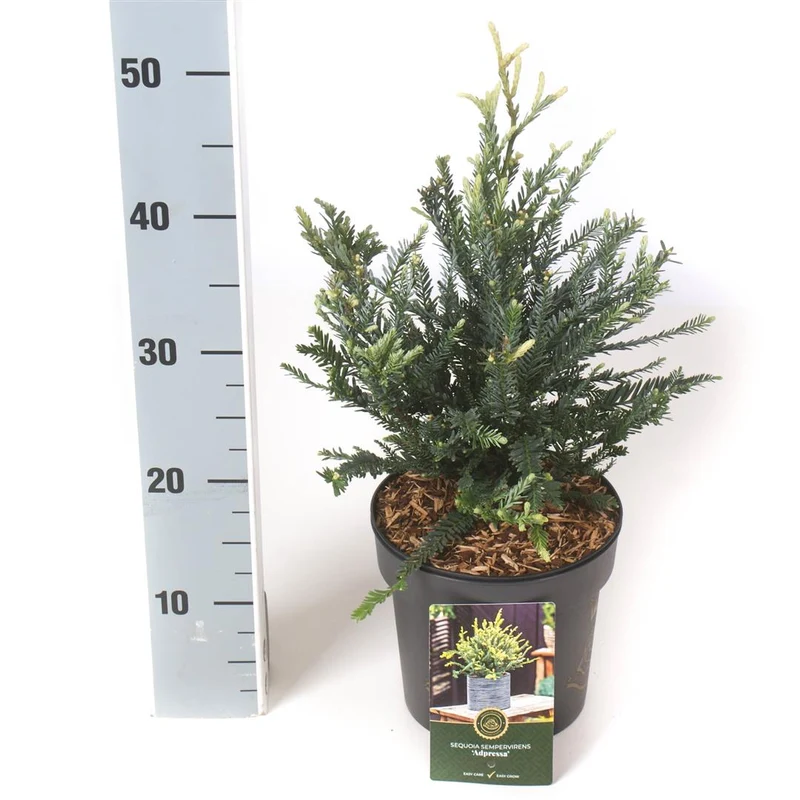 Sequoia sempervirens 'Adpressa' C2,5 (2,5 liters kruka) 25-30 cm