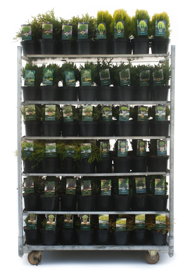 Barrväxter i olika sorter – Standardmix C2,5 (2,5 liters kruka) / 18 cm kruka