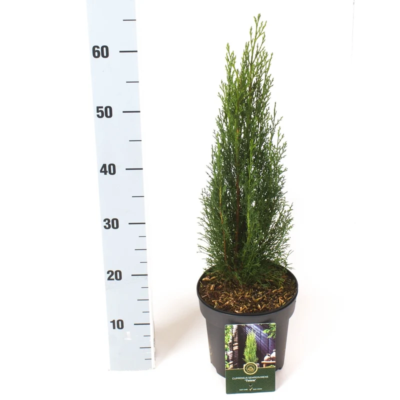 Cupressus semp. 'Totem' C5 (5 liters kruka) 40-50 cm