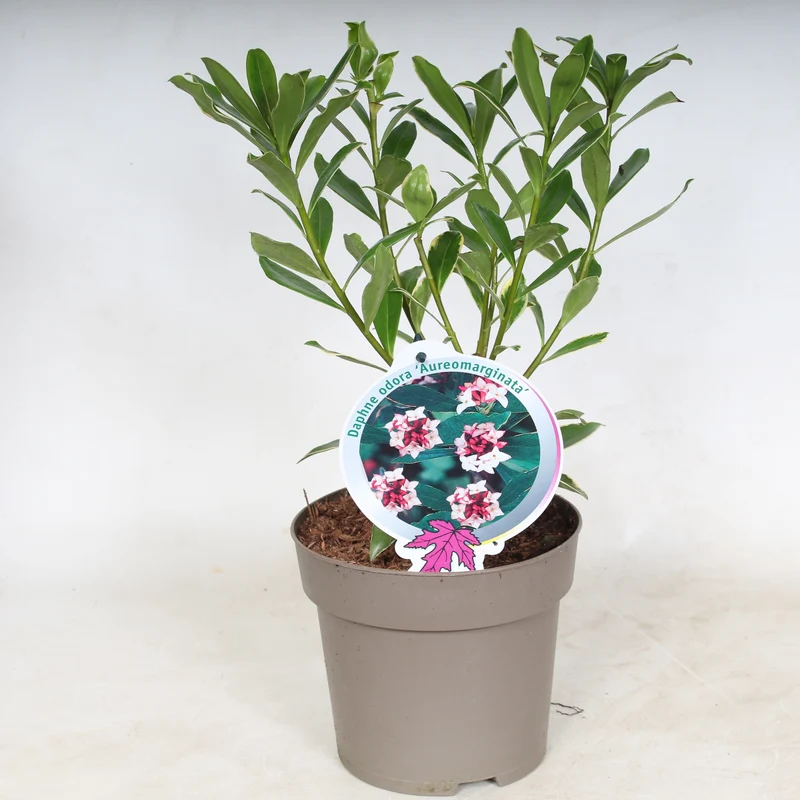 Daphne odora 'Aureomarginata' C2 (2 liters kruka)