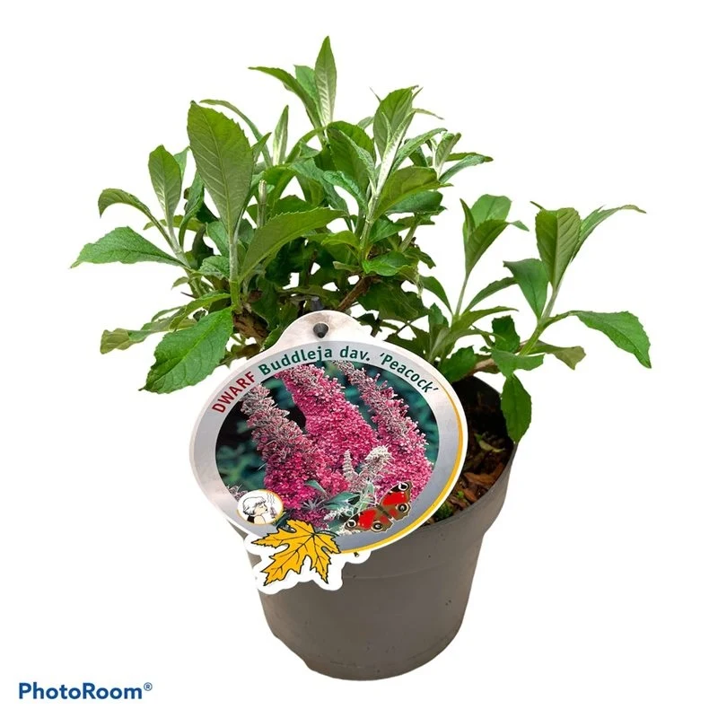 Buddleja d. 'Peacock' C3 (3 liters kruka)