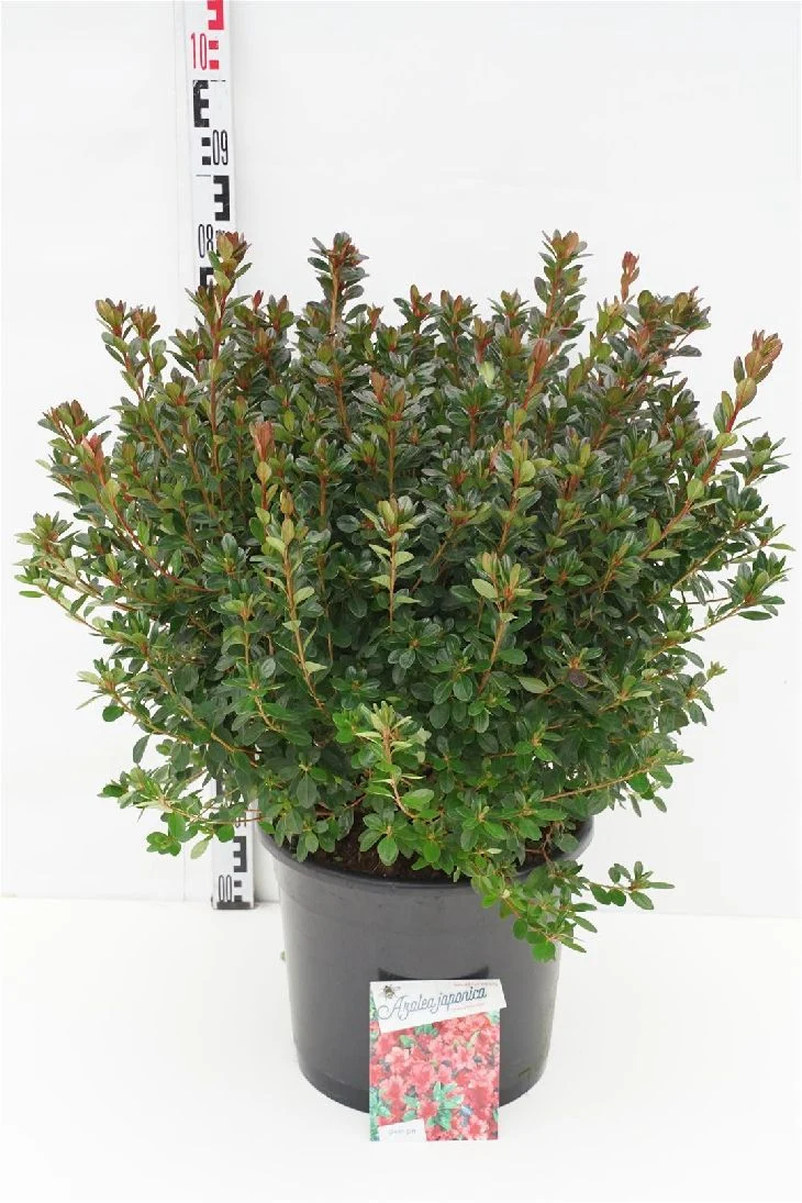 Rhododendron (AJ) 'Stewartstonian' C20 (20 liters kruka) 50-60 cm