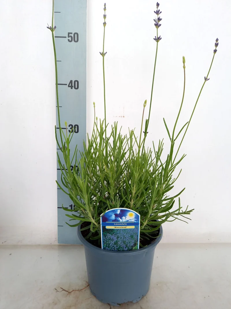 Lavandula angustifolia 'Munstead' C1/P13 (1 liters / 13 cm kruka)