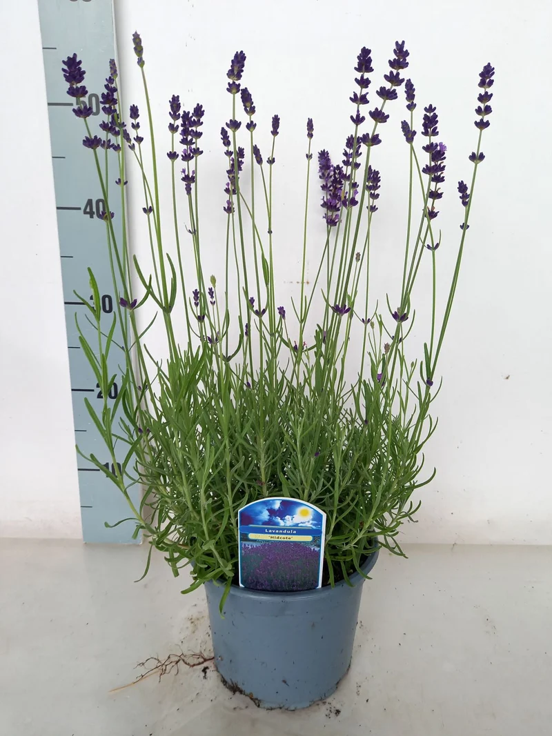 Lavandula angustifolia 'Hidcote' C2 (2 liters kruka)