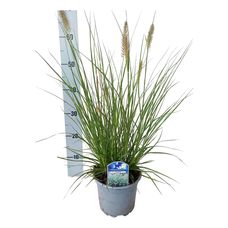 Pennisetum al. 'Hameln' C2 (2 liters kruka / 17 cm kruka)