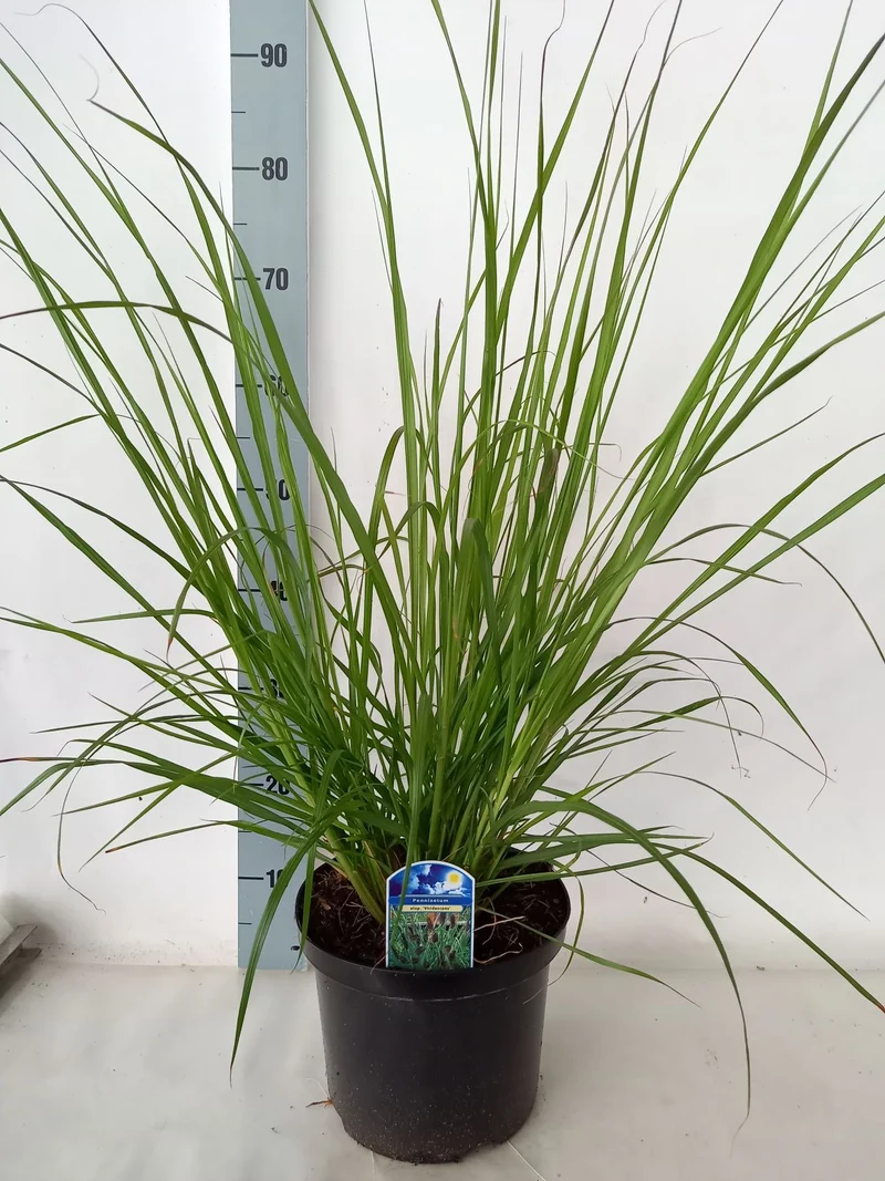 Pennisetum al. 'Viridescens' C2 (2 liters kruka)