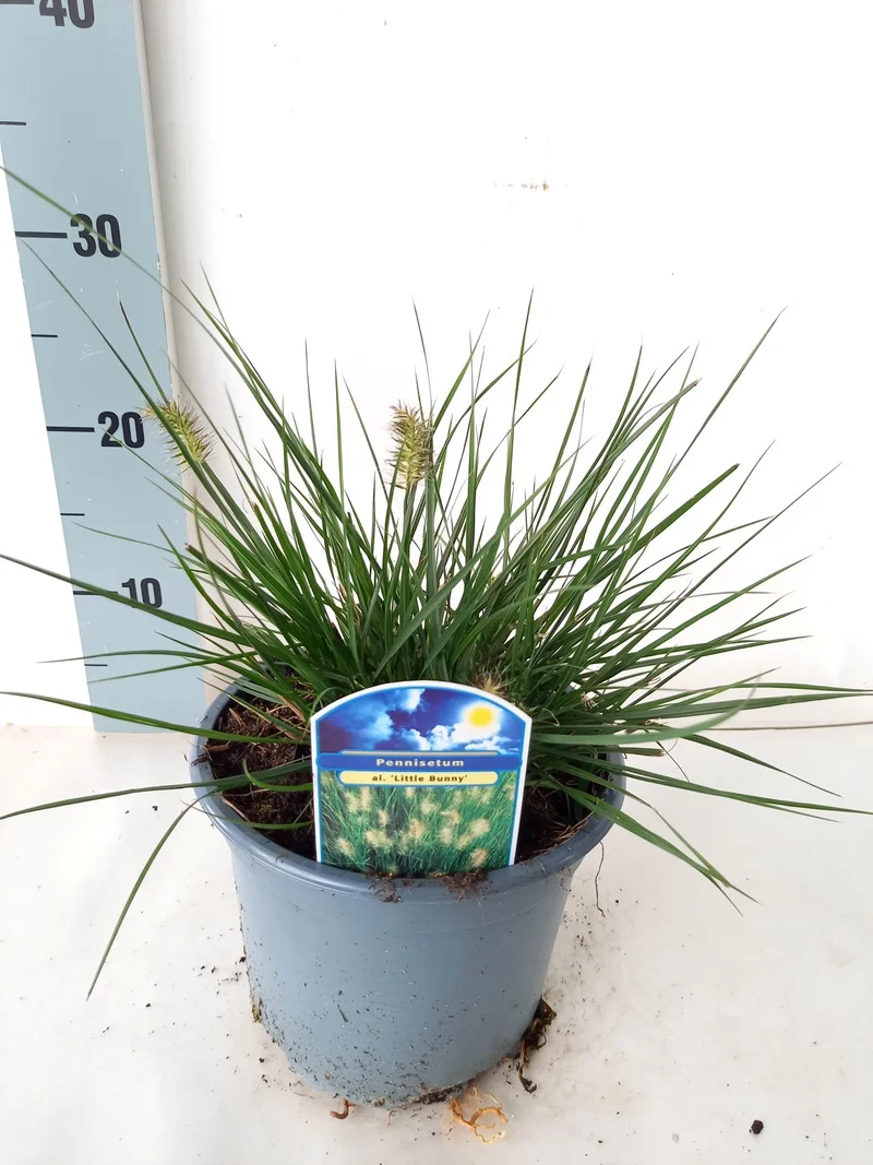 Pennisetum al. 'Little Bunny' C2 (2 liters kruka) / 17 cm kruka