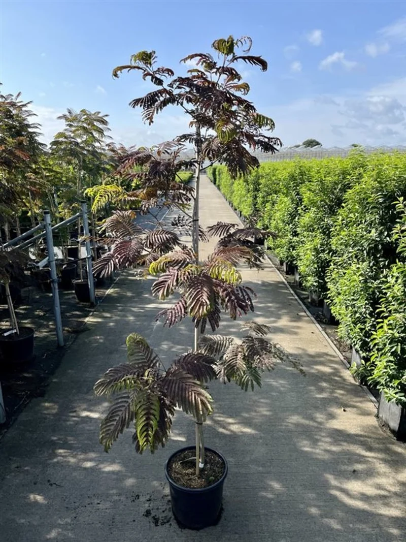 Albizia jul. 'Summer Chocolate' C20 (20 liters kruka) 175-200 cm